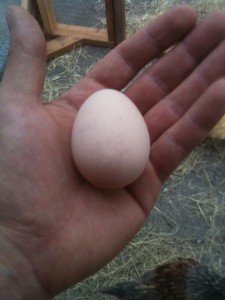 First egg.